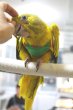 画像9: ニョオウインコＰＨＢＩＩ９Ｅ６０８お迎え頂きました (9)