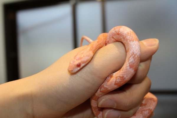 画像3: オパールブラッドレッド　♀　　コーンスネーク (3)