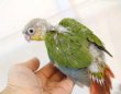 画像2: ホオミドリアカオウロコインコ国産レッドパイナップル女の子05お迎え頂きました (2)