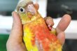 画像1: ホオミドリアカオウロコインコ国産レッドパイナップル女の子02お迎え頂きました (1)