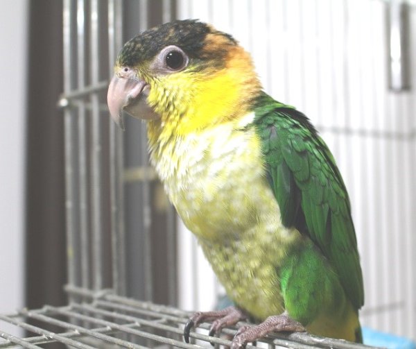 画像4: シロハラインコグリーンタイツ女の子PHBII8F047お迎え頂きました (4)