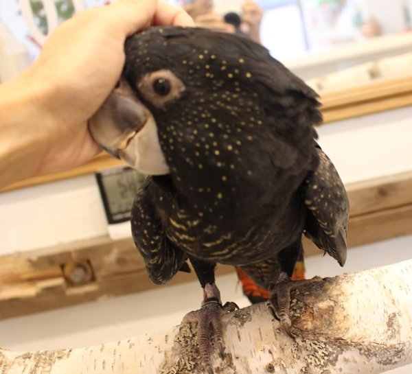 画像14: アカオクロオウム16PINZW男の子お迎え頂きました (14)