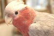 画像2: モモイロインコ１０６女の子お迎え頂きました (2)