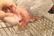 画像4: モモイロインコ１０６女の子お迎え頂きました (4)