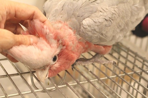 画像4: モモイロインコ１０６女の子お迎え頂きました (4)