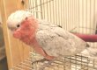 画像3: モモイロインコ１０６女の子お迎え頂きました (3)