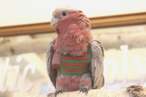 画像9: モモイロインコ１０６女の子お迎え頂きました (9)