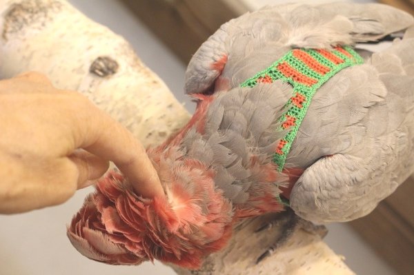 画像12: モモイロインコ１０６女の子お迎え頂きました (12)