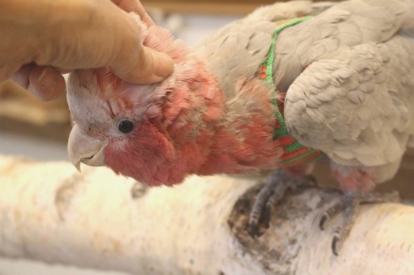 画像10: モモイロインコ１０６女の子お迎え頂きました (10)