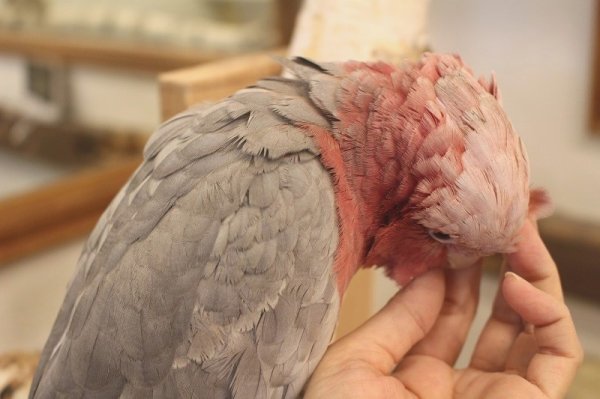 画像9: モモイロインコ118女の子☆ニュージランド産お迎え頂きました♪ (9)