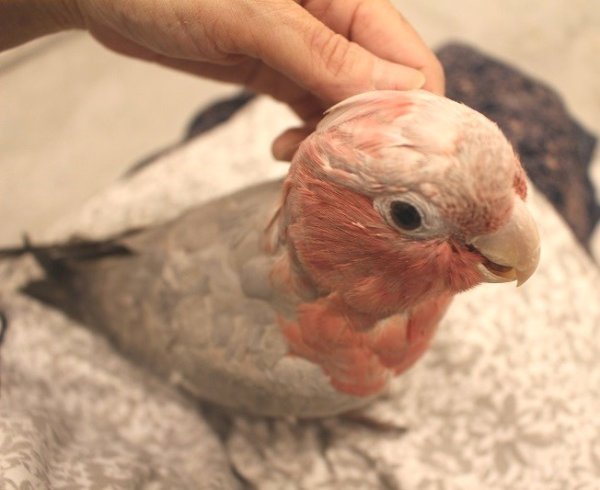 画像9: モモイロインコ105女の子☆ニュージランド産お迎え頂きました (9)