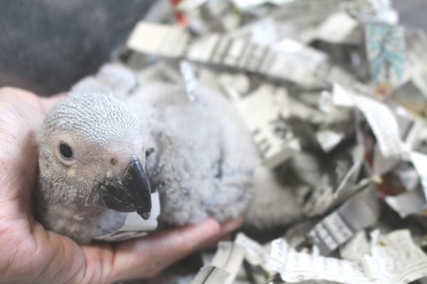 画像5: PHBII1J419女の子 (5)