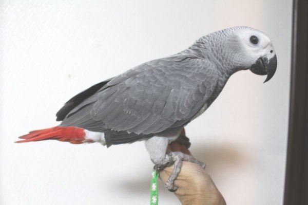 画像7: PHBII1J424お迎え頂きました (7)