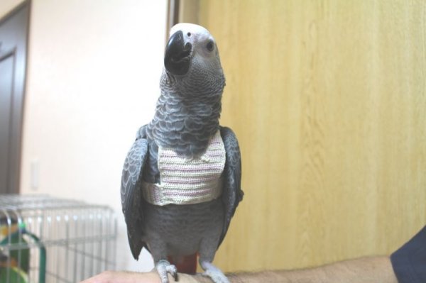 画像4: PHBII1J425男の子お迎え頂きました♪ (4)