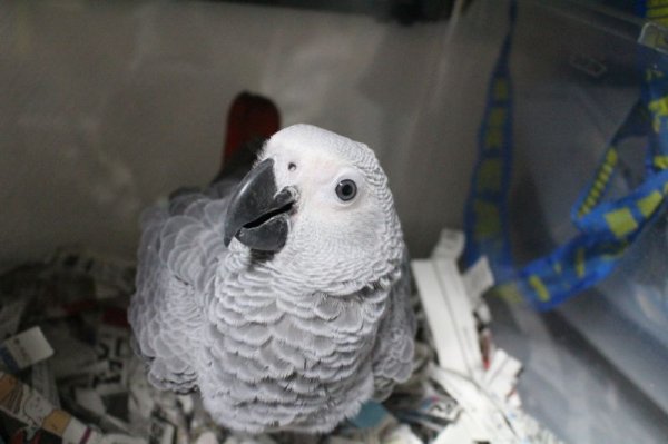 画像3: PHBII1J423女の子お迎え頂きました (3)