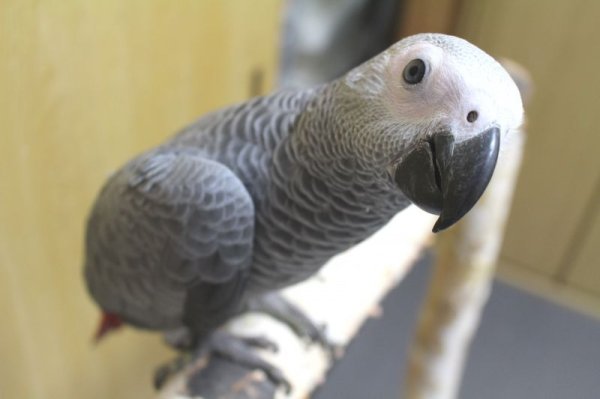 画像5: PHBII1J431男の子お迎え頂きました (5)