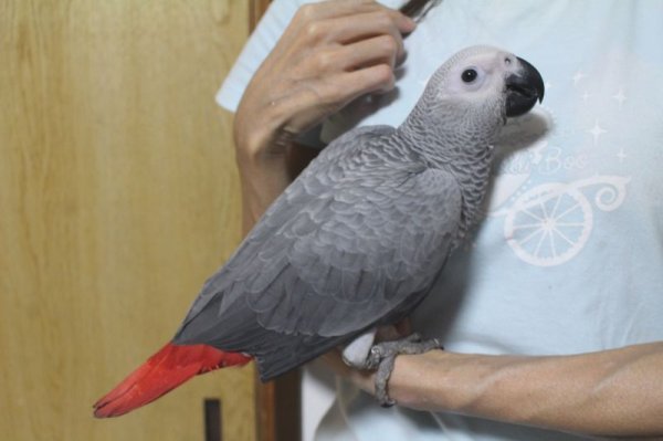 画像4: PHBII1J419女の子お迎え頂きました♪ (4)