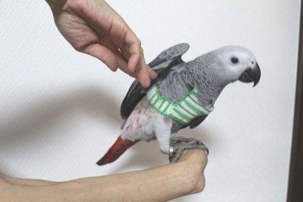 画像3: PHBII1J418女の子お迎え頂きました♪ (3)