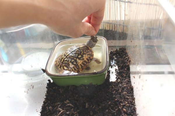 画像15: ミナミニシキハコガメ国内ＣＢご売約済 (15)