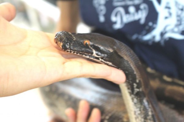 画像10: スマトラブラッドパイソン（フルブラック） (10)