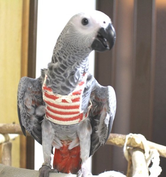 画像8: PHBII1J418女の子お迎え頂きました♪ (8)