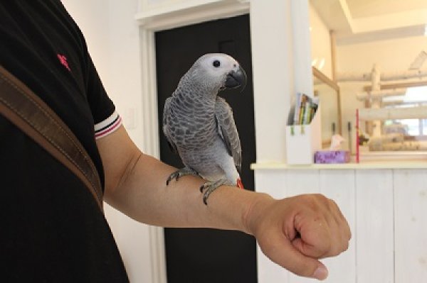 画像6: PHBII1J415女の子お迎え頂きました (6)