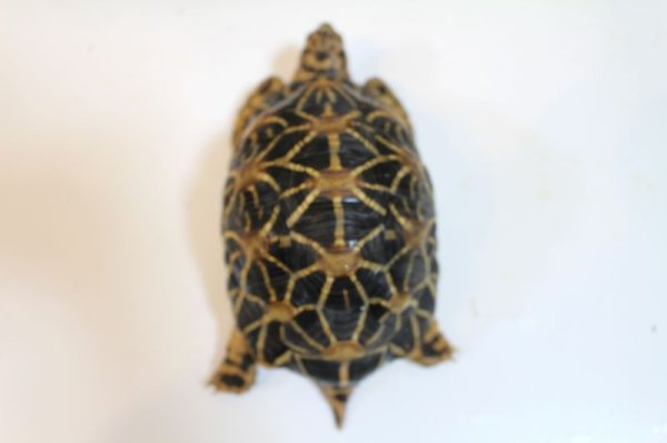 画像7: インドホシガメ♂A個体完売致しました (7)