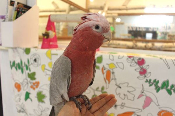 画像6: モモイロインコ102女の子☆ニュージランド産お迎え頂きました♪ (6)