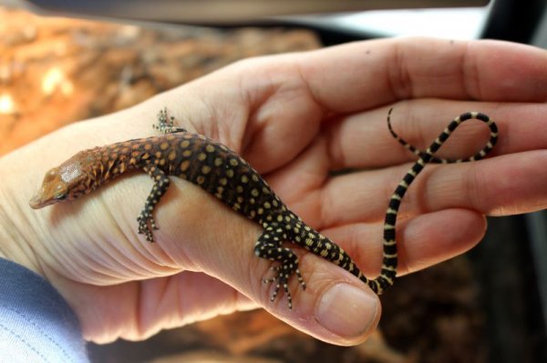 画像5: ピルバラロックモニターＢ完売しました (5)