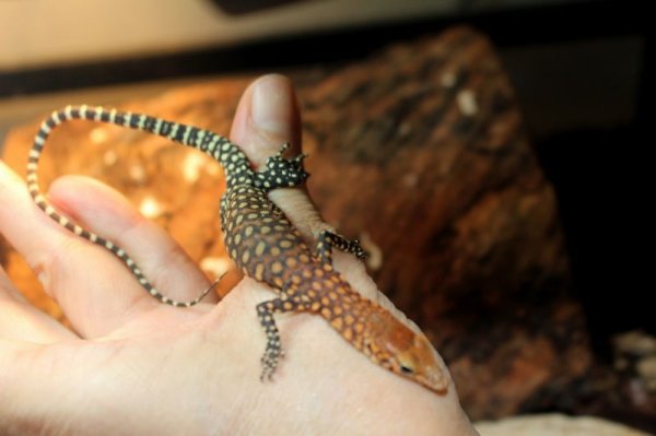 画像4: ピルバラロックモニターＢ完売しました (4)