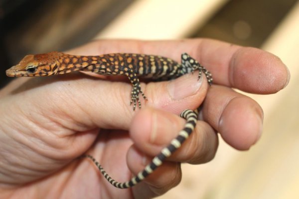 画像2: ピルバラロックモニターＢ完売しました (2)