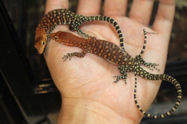 画像8: ピルバラロックモニターＢ完売しました (8)