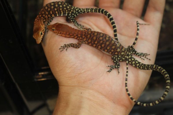 画像7: ピルバラロックモニターＢ完売しました (7)