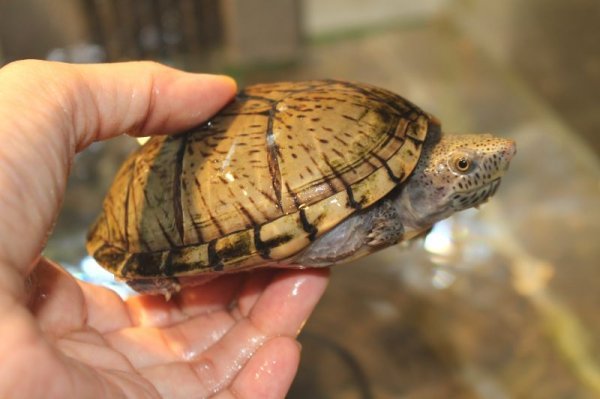 画像2: オオアタマヒメニオイガメ　完売 (2)