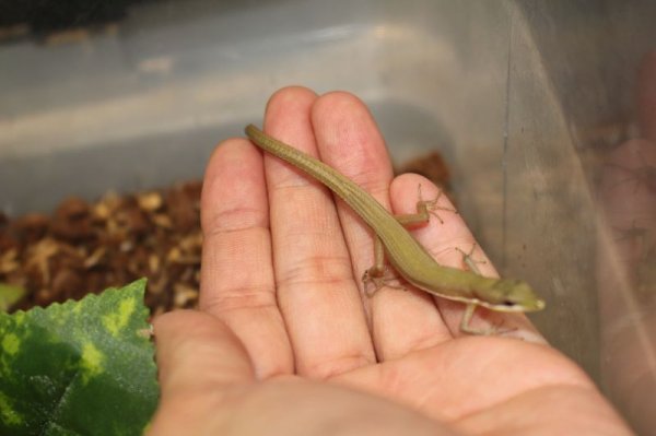 画像6: オキナワアオカナヘビ　♂♀ペア (6)