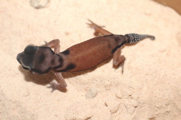 画像5: スベスベタマオヤモリ☆ペア (5)