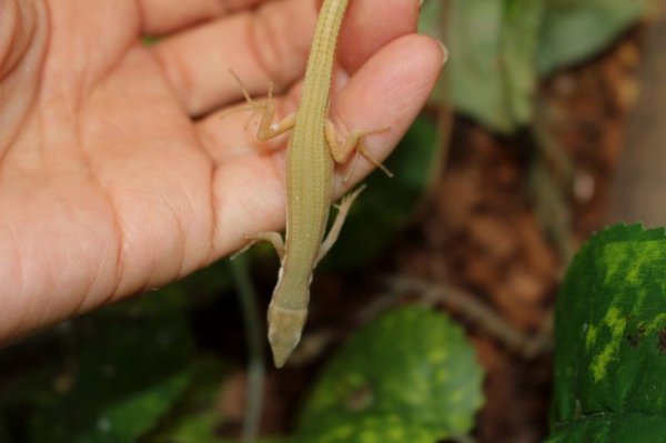 画像7: オキナワアオカナヘビ　♂♀ペア (7)