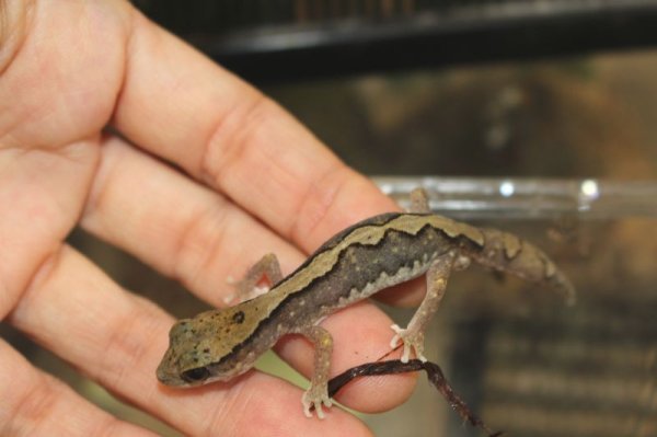 画像3: セスジイシヤモリ♂特価 (3)