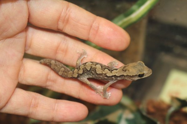 画像5: セスジイシヤモリ♂特価 (5)