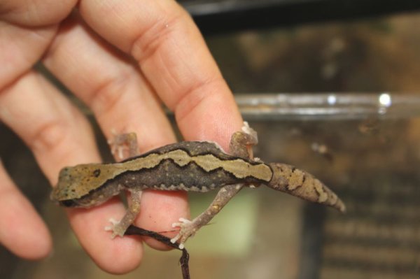 画像2: セスジイシヤモリ♂特価 (2)