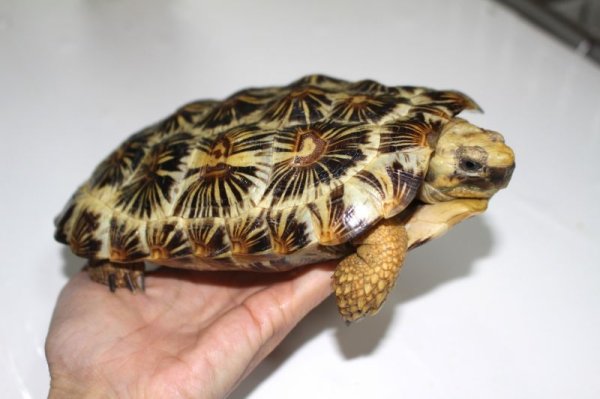 画像7: パンケーキリクガメ国内ＣＢ完売しました (7)