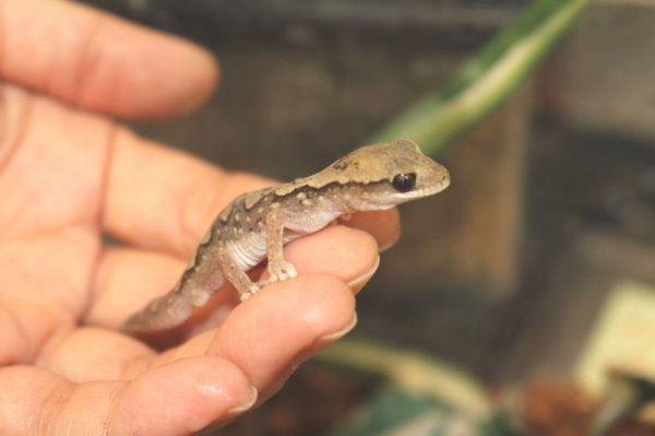 画像4: セスジイシヤモリ♂特価 (4)