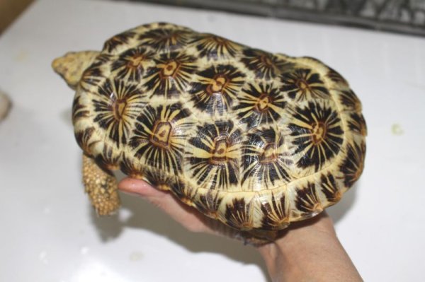 画像2: パンケーキリクガメ国内ＣＢ完売しました (2)