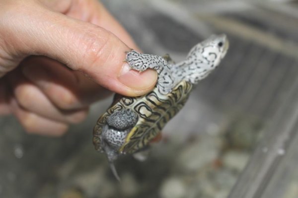 画像3: コンセントリックカロリナダイヤモンドバックテラピンＥＵＣＢ完売しました (3)