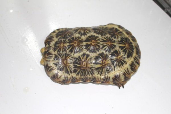 画像9: パンケーキリクガメ国内ＣＢ完売しました (9)