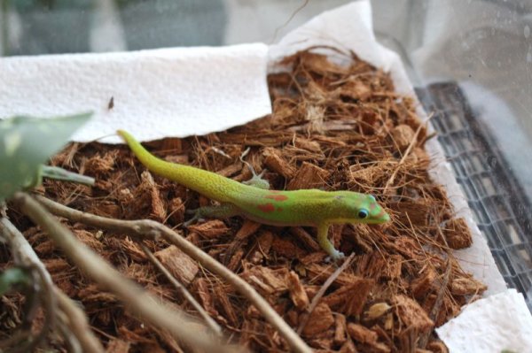 画像4: ヒロオヒルヤモリ★WCペア (4)