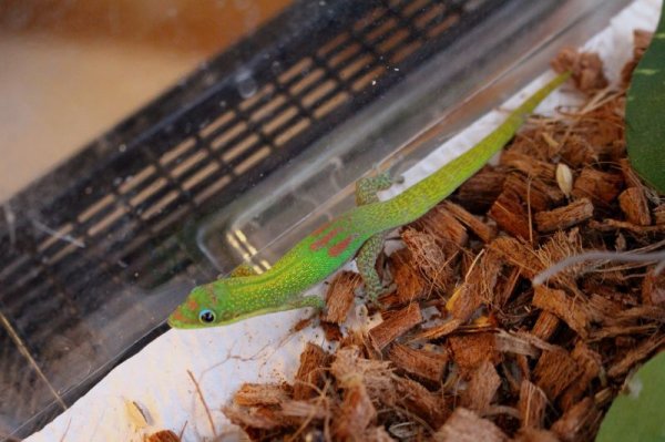 画像8: ヒロオヒルヤモリ★WCペア (8)