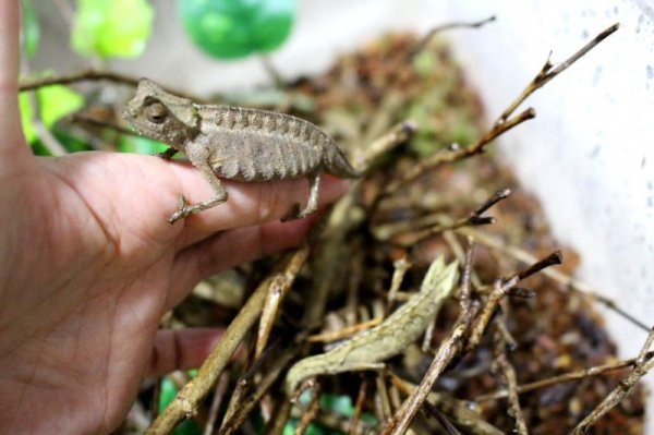 画像5: ツノヒメカメレオンWC♀完売しました (5)