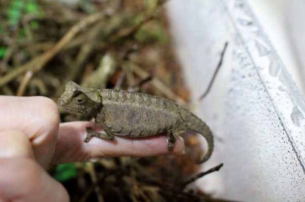 画像4: ツノヒメカメレオンWC♀完売しました (4)
