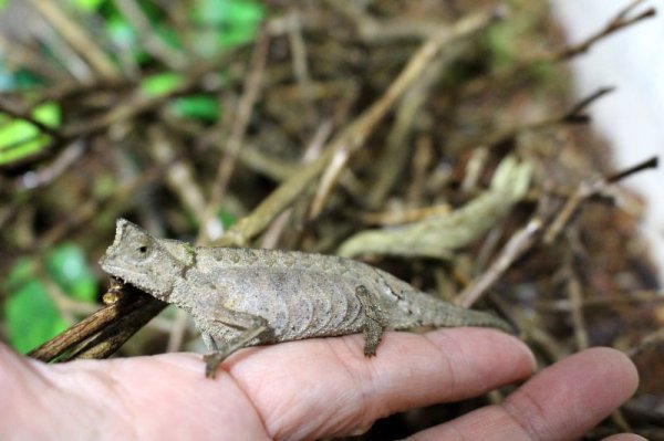 画像6: ツノヒメカメレオンWC♀完売しました (6)